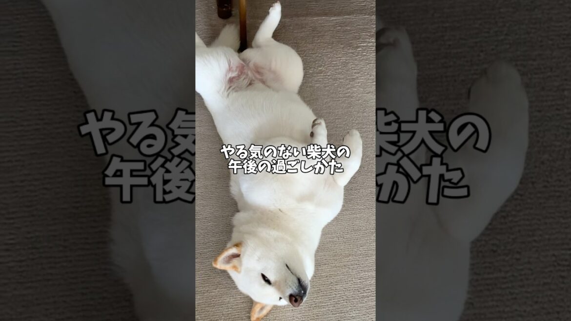 やる気の無い柴犬の午後の過ごし方🥰　#shorts #柴犬 #犬 #dog
