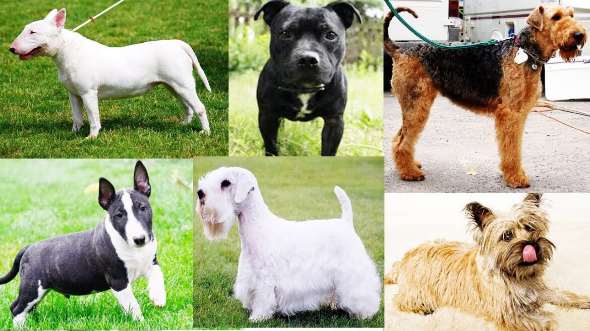 All Terrier Dog Breeds List In The World (A to Z)