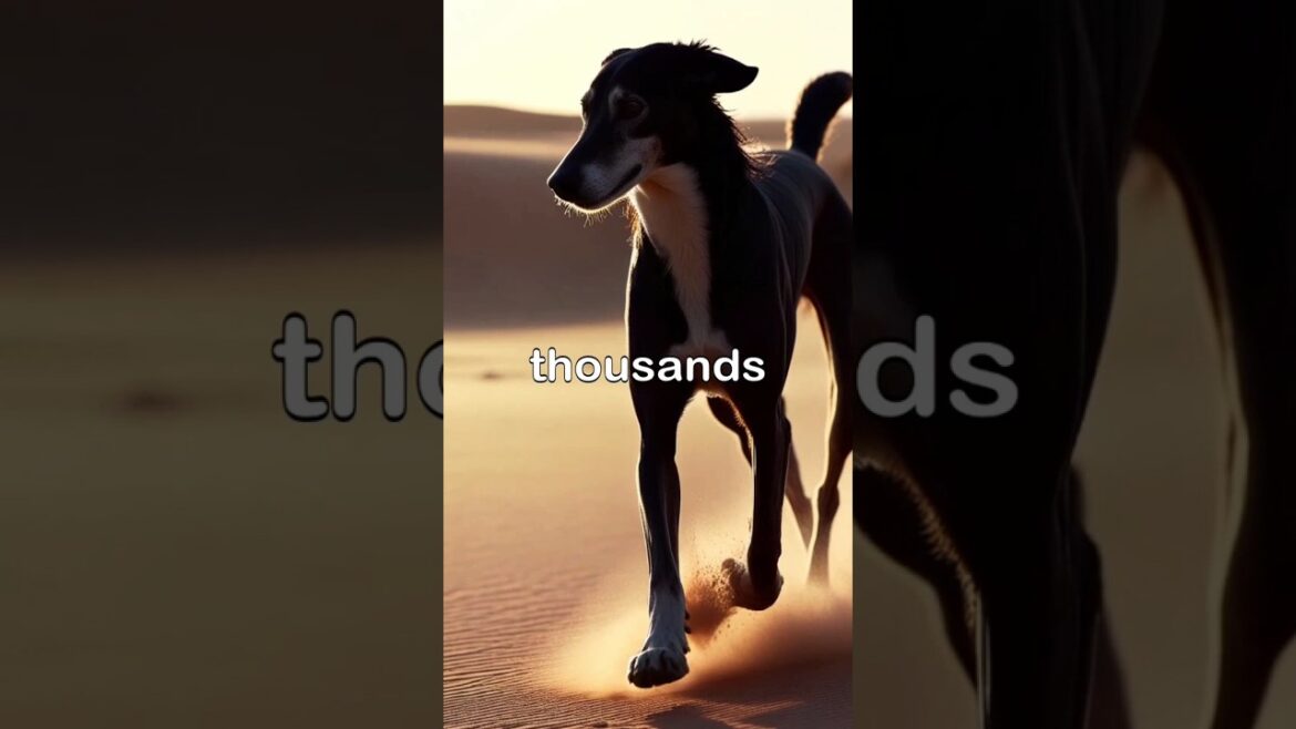 Facts about Ancient Dog Breeds ๐๐๐บ #ancient #dogs #breeds #history #canine #pets #facts #animals Facts about Ancient Dog Breeds ๐๐๐บ #ancient #dogs #breeds #history #canine #pets #facts #animals