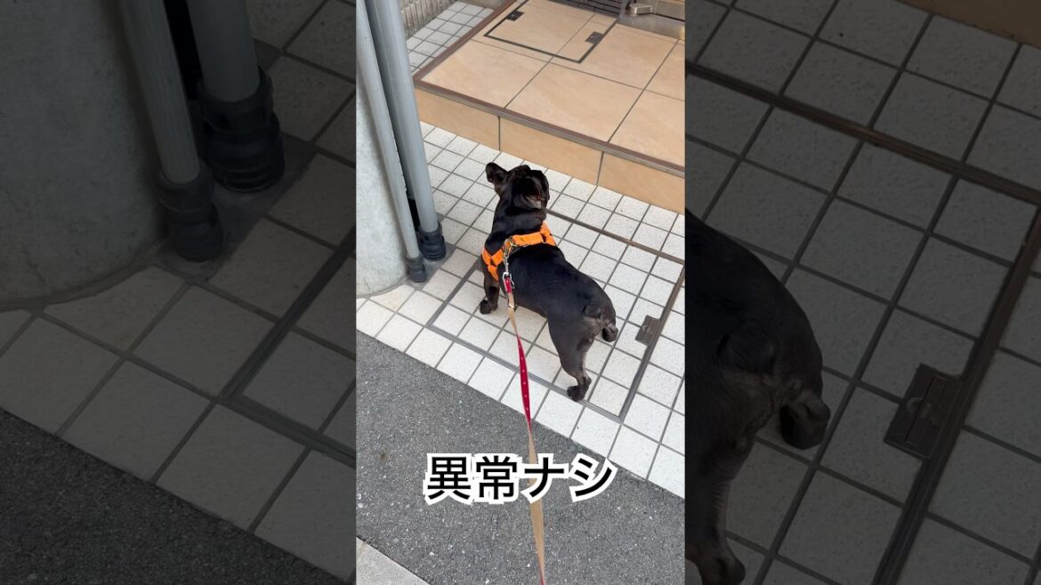 【今朝の凛さん】朝の変わり映えのないパトロール☀️を遂行するフレンチブルドッグ🐶🫡#frenchbulldog #frenchbulldoglife #frenchie #shorts