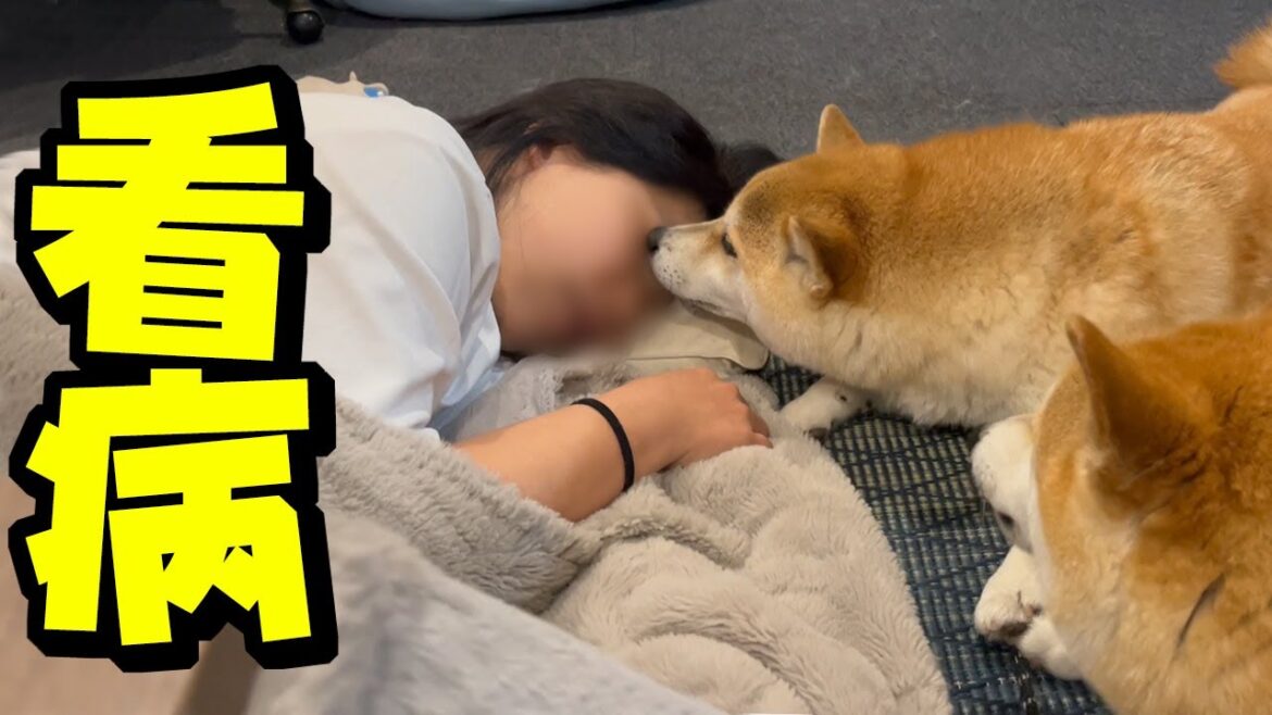 謎の体調不良で倒れたママ…柴犬姉妹と父娘の愛情に感動しました