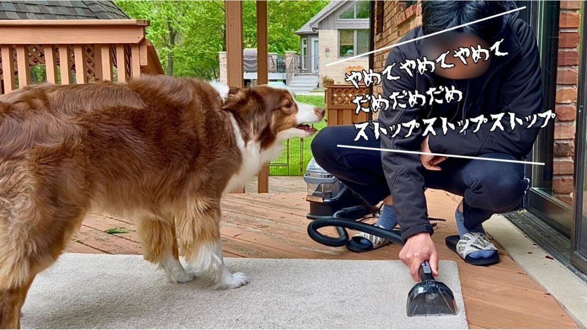 息子の足の匂い付きラグ（愛犬の大のお気に入り）を洗われて、文句が止まらない大型犬｜オーストラリアンシェパード