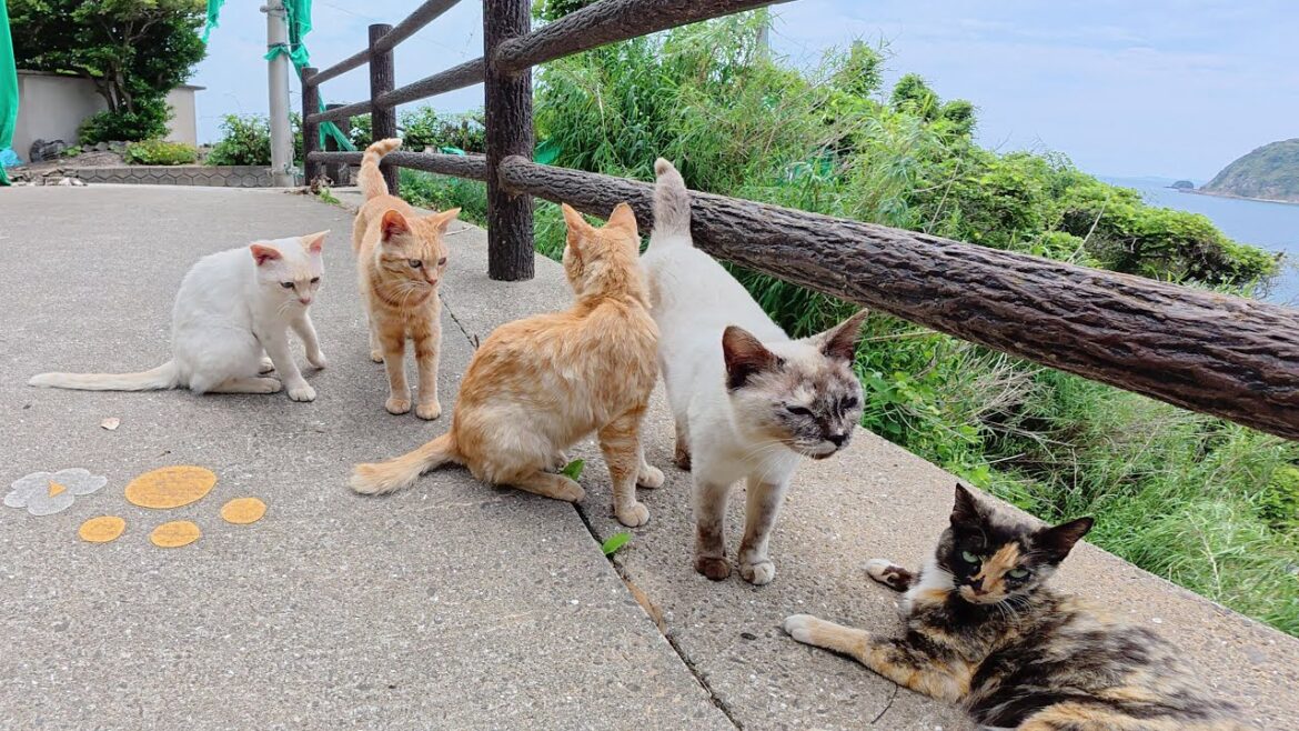 シャム猫が「ついてきて！」と鳴いて、猫のパーティ会場まで案内してくれた