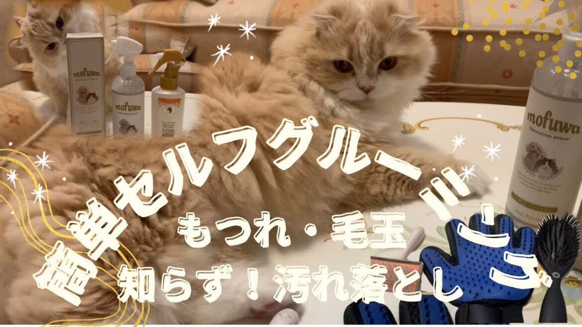 【簡単セルフグルーミング・トリミング】mofuwaグルーミングスプレー/スコティッシュフォールド/Grooming /Trimming