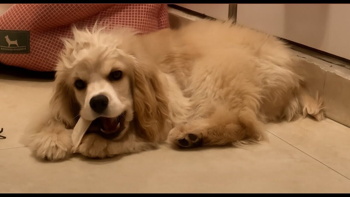 Relax/Chill Dog Music Stream with Enzo The Cocker  🐶 🎧
