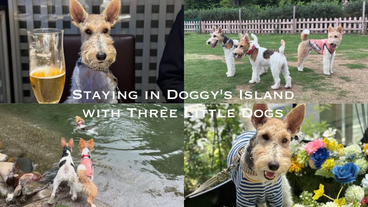 【犬連れ旅行】ドギーズアイランドに行って来ました!|Staying in Doggy’s Island with Three Little Dogs! 【犬連れ旅行】ドギーズアイランドに行って来ました!|Staying in Doggy's Island with Three Little Dogs!