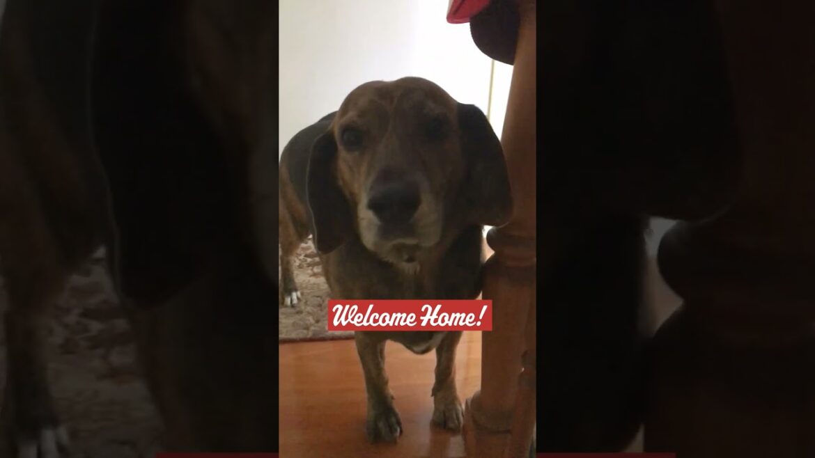 Welcome Home #thedoghouseaustralia #beagle #dog #rescuedog #shelterdog #welcome #home #excited #fun Welcome Home #thedoghouseaustralia #beagle #dog #rescuedog #shelterdog #welcome #home #excited #fun