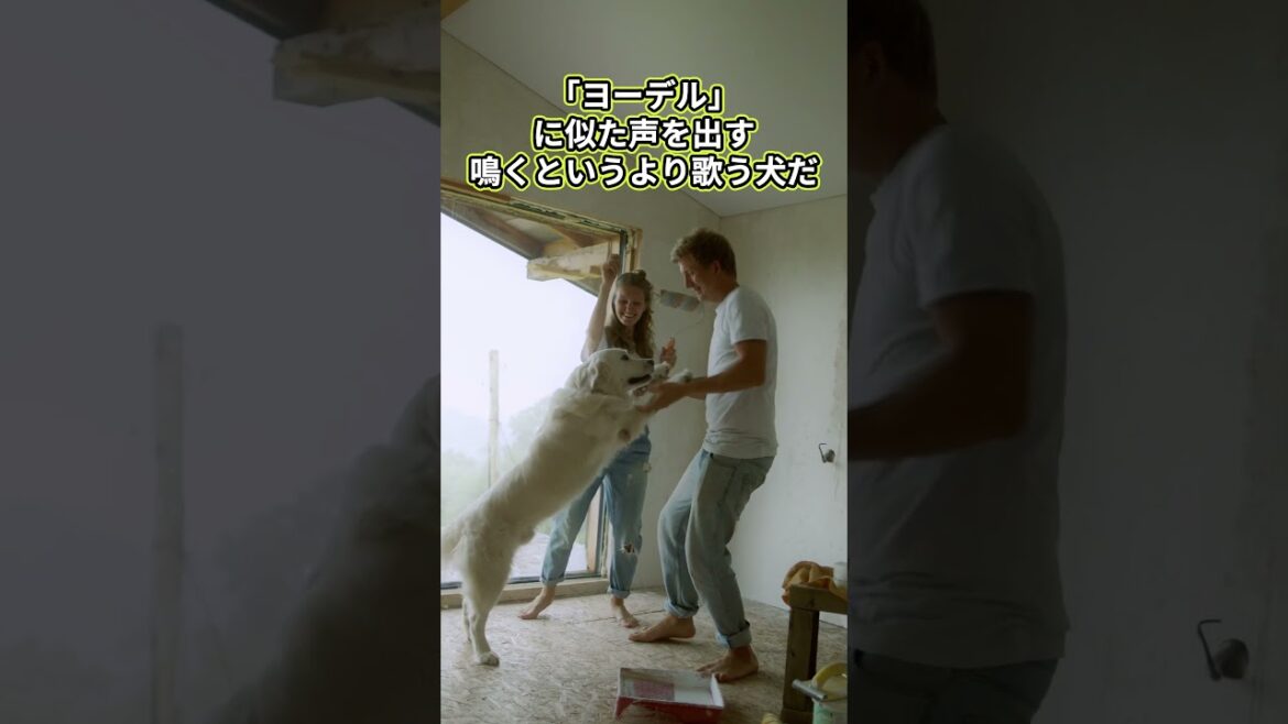 WEIRD DOGS 🐕 変わり者犬種を大調査！ #犬雑学 #珍しい犬 #Shorts