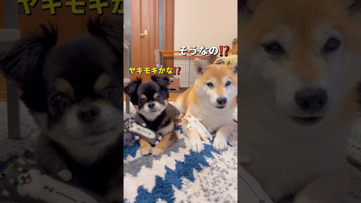 対抗意識⁉️🐶#柴犬 #チワワ #shorts