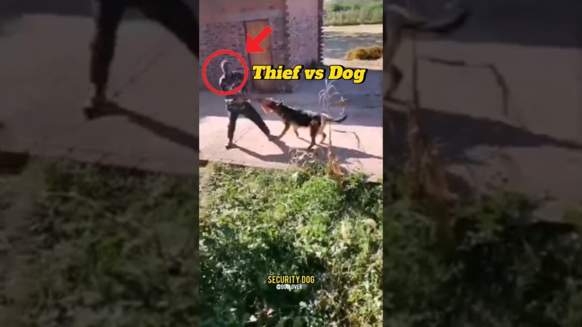 Thief vs Dog: You Picked the Wrong House #germanshepheard #viralshort