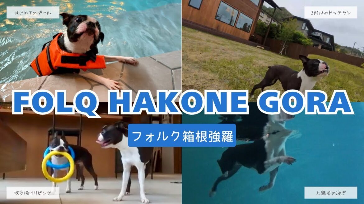 犬と宿泊【FOLQ HAKONE GORA ～フォルク箱根強羅～】／ボストンテリア BOSTONTERRIER