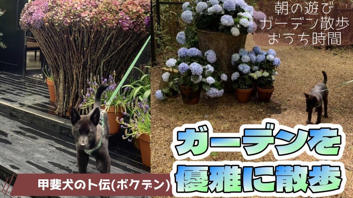 【甲斐犬】ガーデンを優雅に散歩してみた