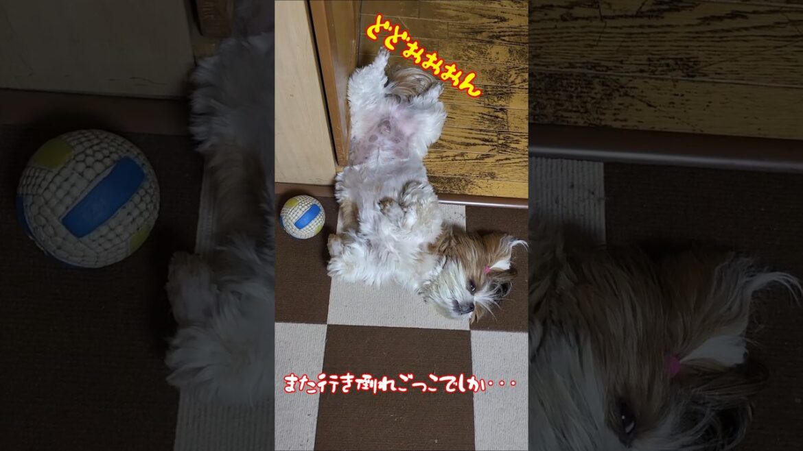 きょうのがんも どどぉぉぉん 勇者 飛竜頭５才♂ #犬 #シーズー #犬のいる暮らし #ふわもこ #もふもふ #かわいい #わんこ #dog #ShihTZu #がんも #赤い彗星