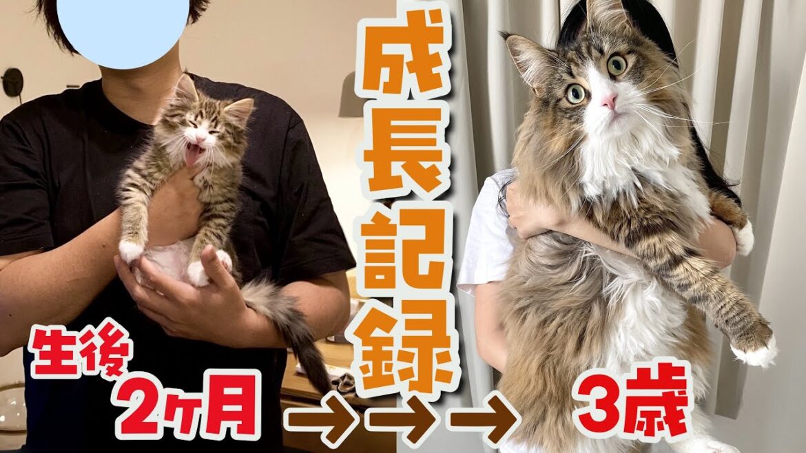 大型猫の成長スピードがやばすぎる…！3年間の成長記録がこちらです