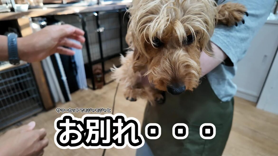 お別れすることになった【ミニチュアダックスフンド】前夜～当日までの様子