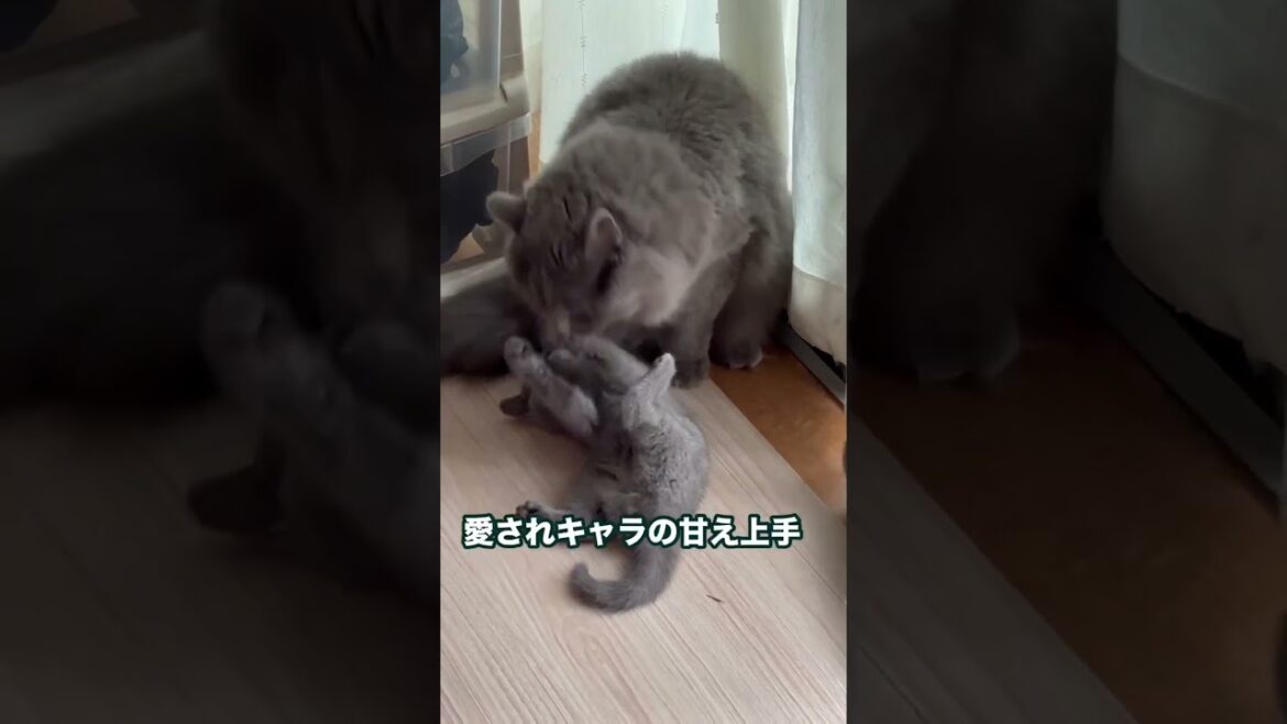 #shorts 【シャルトリュー子猫】動画2025.6.9 #シャルトリュー #猫好きさんと繋がりたい