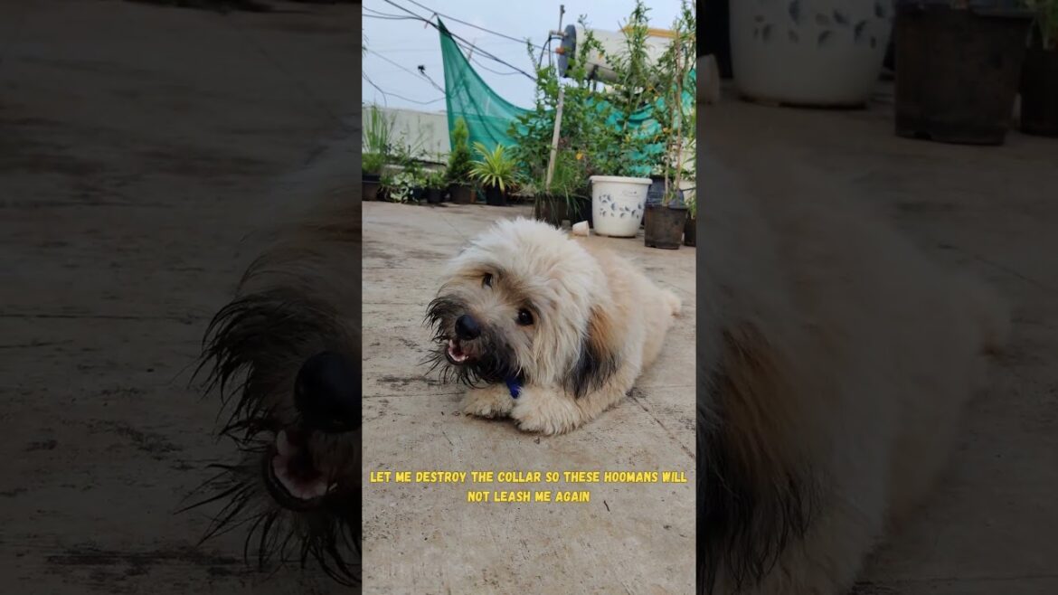 No More Collar and Leashes! ๐โ๐ฆบ๐ #petpuppy #puppyplaying #lhasaapso #cutepuppy #puppy No More Collar and Leashes! ๐โ๐ฆบ๐ #petpuppy #puppyplaying #lhasaapso #cutepuppy #puppy