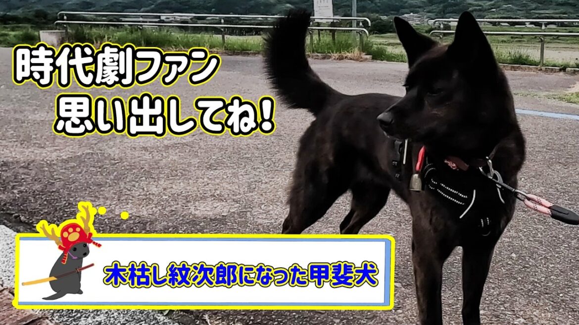 木枯し紋次郎！ってこんなんだったよな～　甲斐犬いち