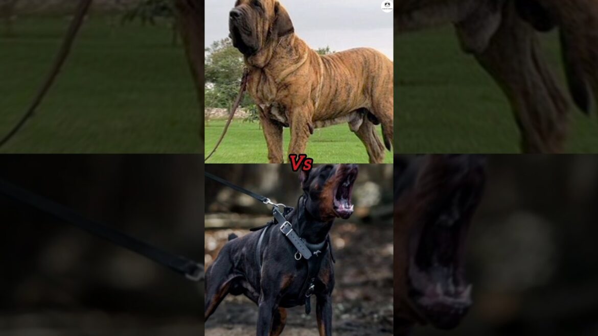 Doberman vs Fila Brasileiro vs Dogo argentino vs Neapolitan mastiff vs Bully kutta lbs comparison