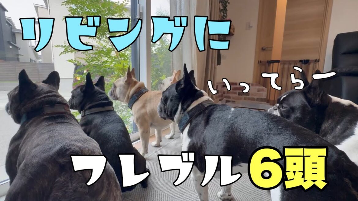 家にフレンチブルドッグがワサワサいたら～何気ない朝の光景～