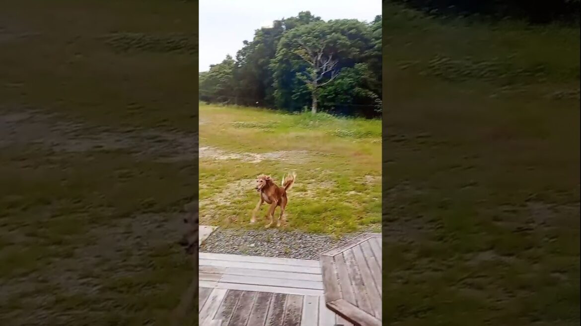 お山のランでサルーキです