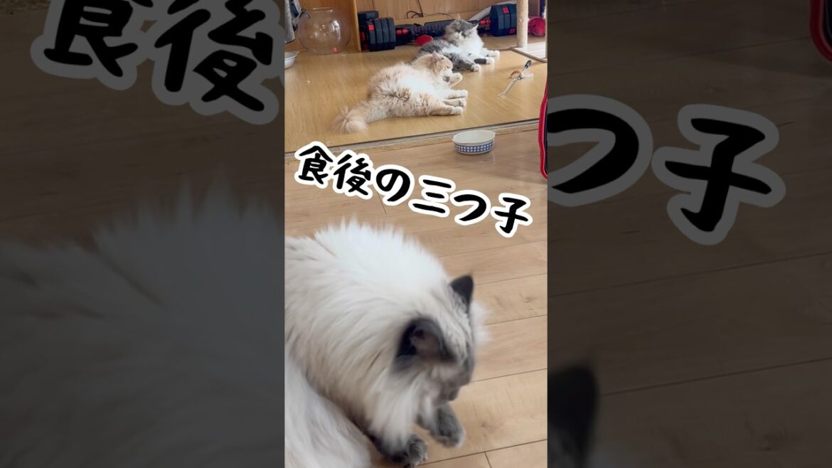 ひたすら毛づくろい猫　もふもふサイベリアン