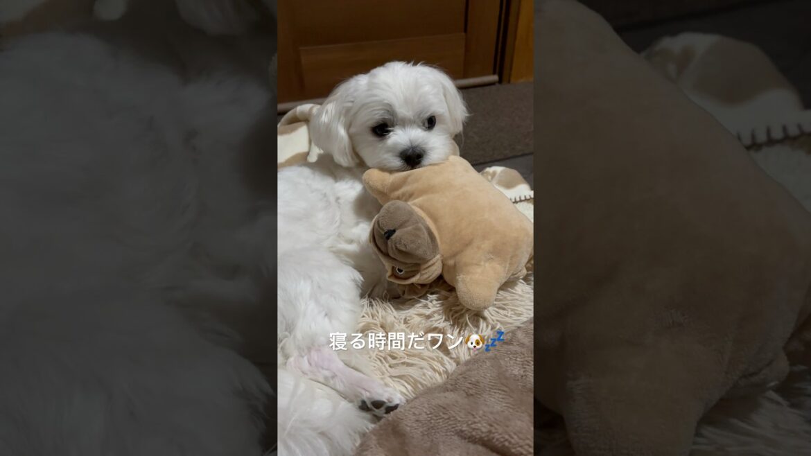 お気に入りのブルドッグと寝る生後1歳7ヶ月のマルチーズ #shorts #マルチーズ #眠い犬 #ブルドッグ