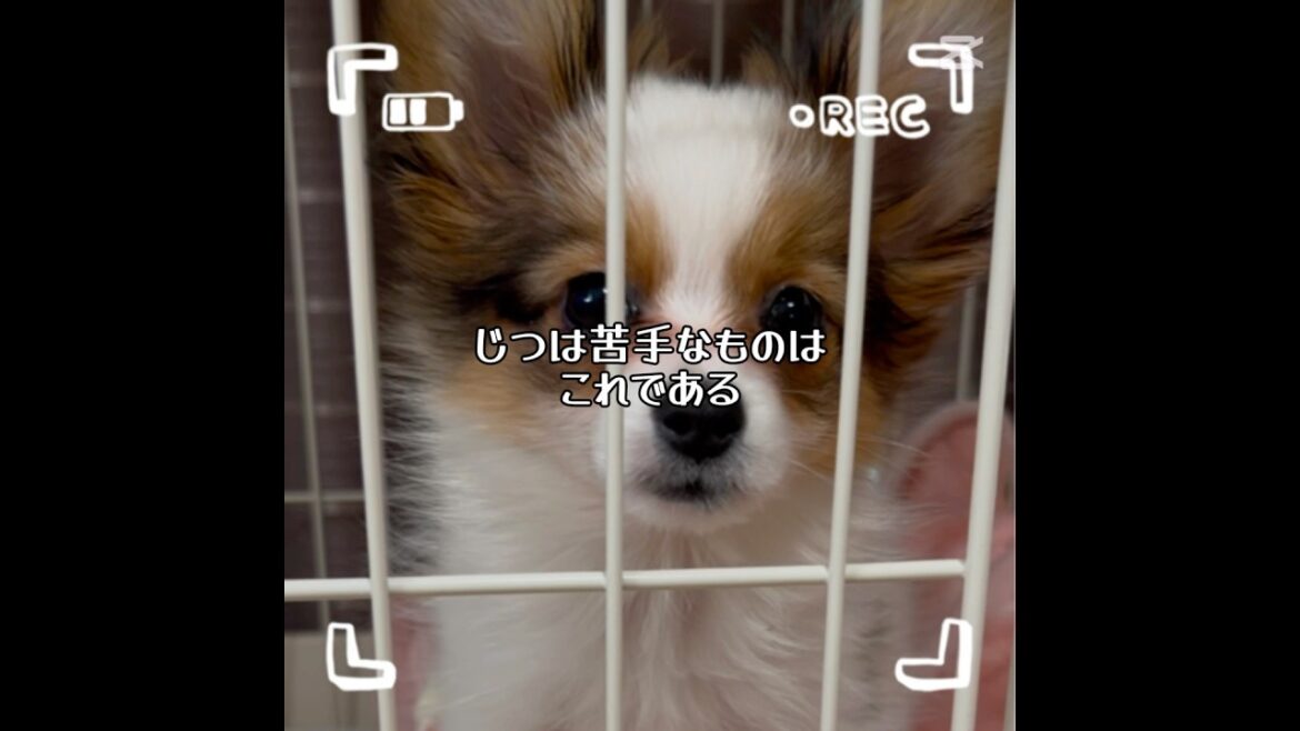 我が輩は犬#かわいい# papillon# わんちゃんのいる暮らし#子犬お迎え#パピヨン