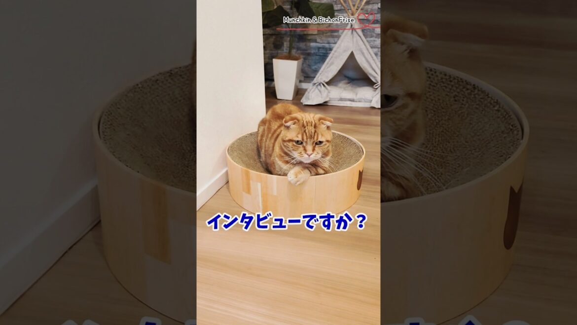 【マンチカン】インタビューを受ける短足猫 【犬と猫、両方飼ってると毎日かわいい♥】