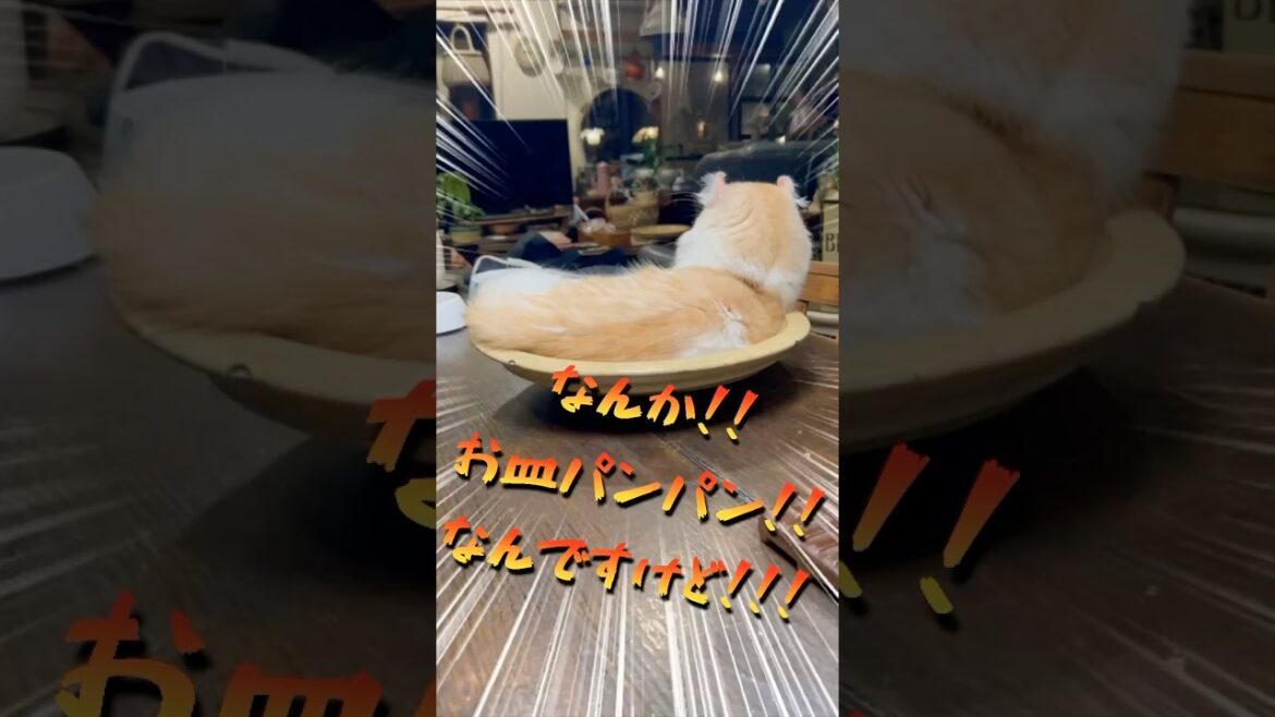 お皿パンパンに育ったけだま！