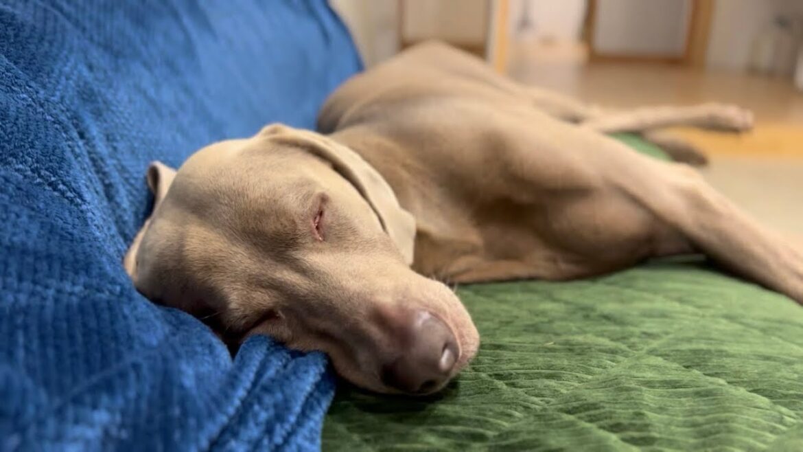 お休みを満喫する愛犬たち #大型犬 #ゴールデンレトリバー #ワイマラナー