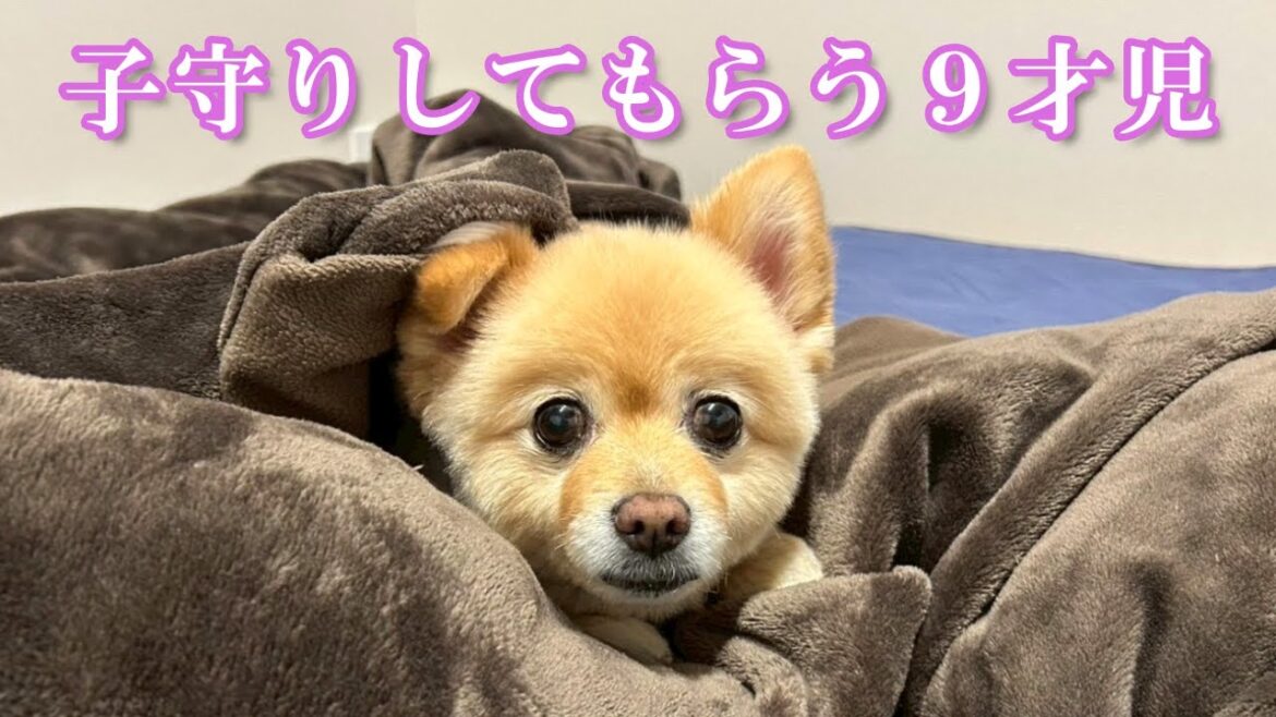 赤ちゃんのように子守りしてもらうポメラニアンがこちら…笑