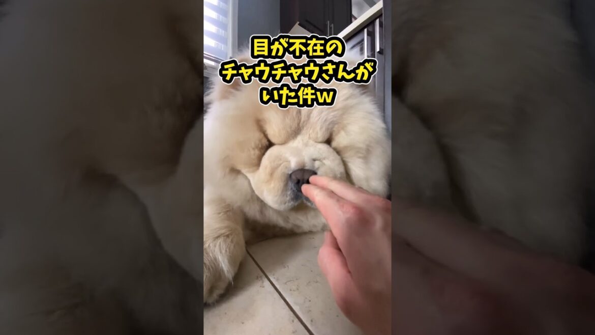 仕事で疲れたお前らに贈る笑いと癒しのチャウチャウ5選ww　#チャウチャウ #笑える #癒し #犬のいる生活 #犬のいる暮らし #元気になる動画