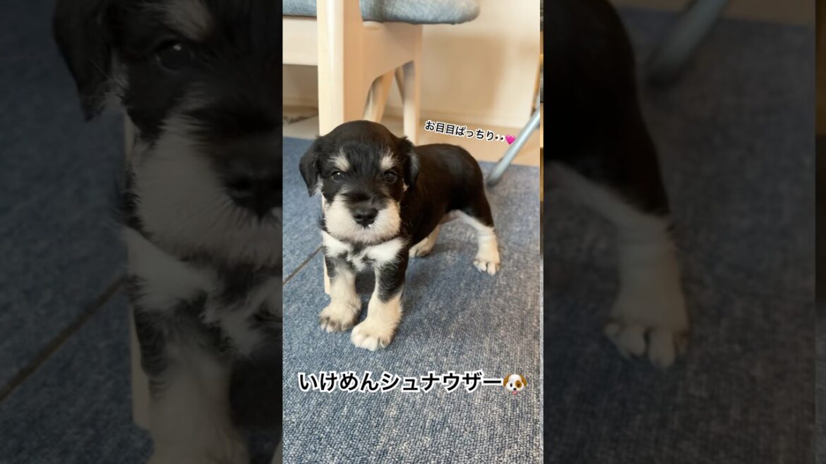 可愛すぎる生後1ヶ月目前のシュナウザーの子犬#shorts #puppy #シュナウザー多頭飼い #癒し