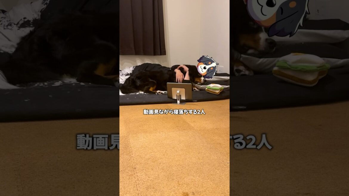 動画見てる方が寝付きがいい🐶#バーニーズマウンテンドッグ #彼犬 #超大型犬