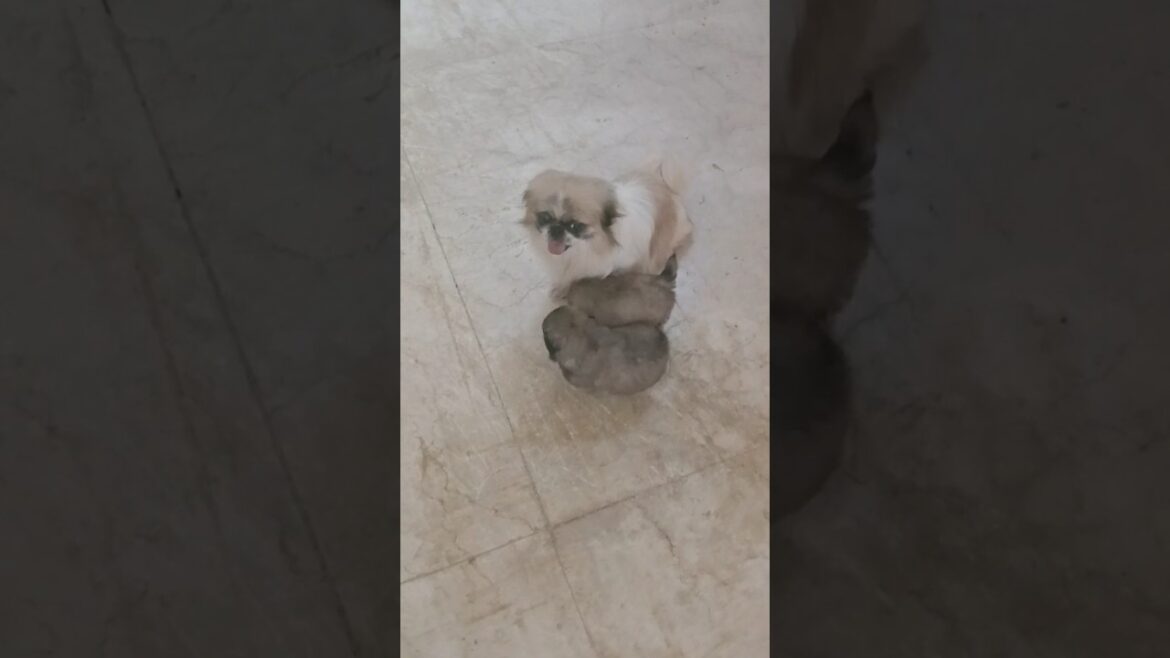 The Cutest Puppy Playtime Ever #pekingese #dog #cuteness