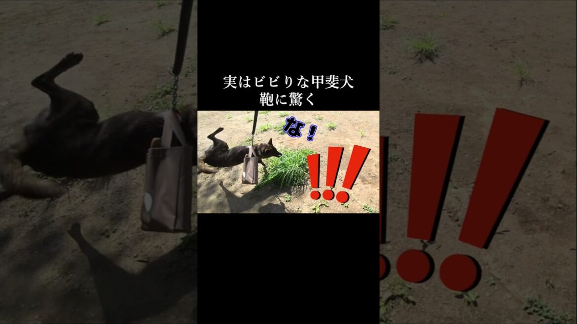 バッグに驚いてパニックになる甲斐犬　#甲斐犬 #youtubeshorts #犬のいる生活