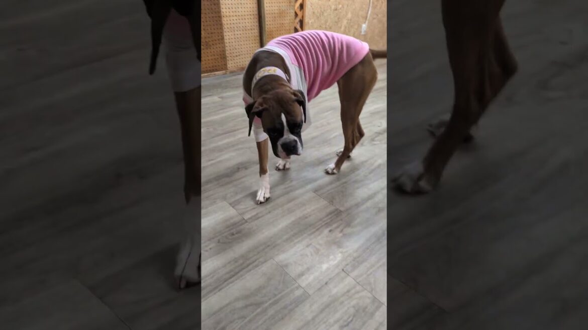 丸ごとたけのこ #コント #犬のいる生活 #ボクサー犬 #いぬ #大型犬のいる生活 #ペット #パワ子