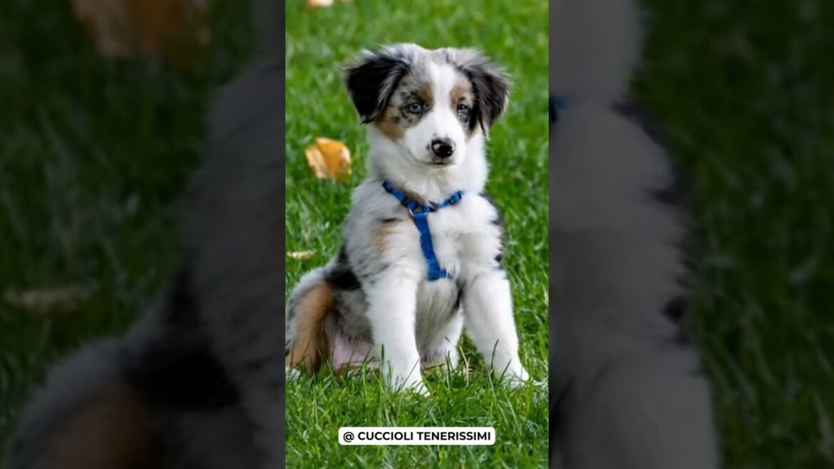Cucciolo di cane Australian Sheperd diventa una bellissima sirena!