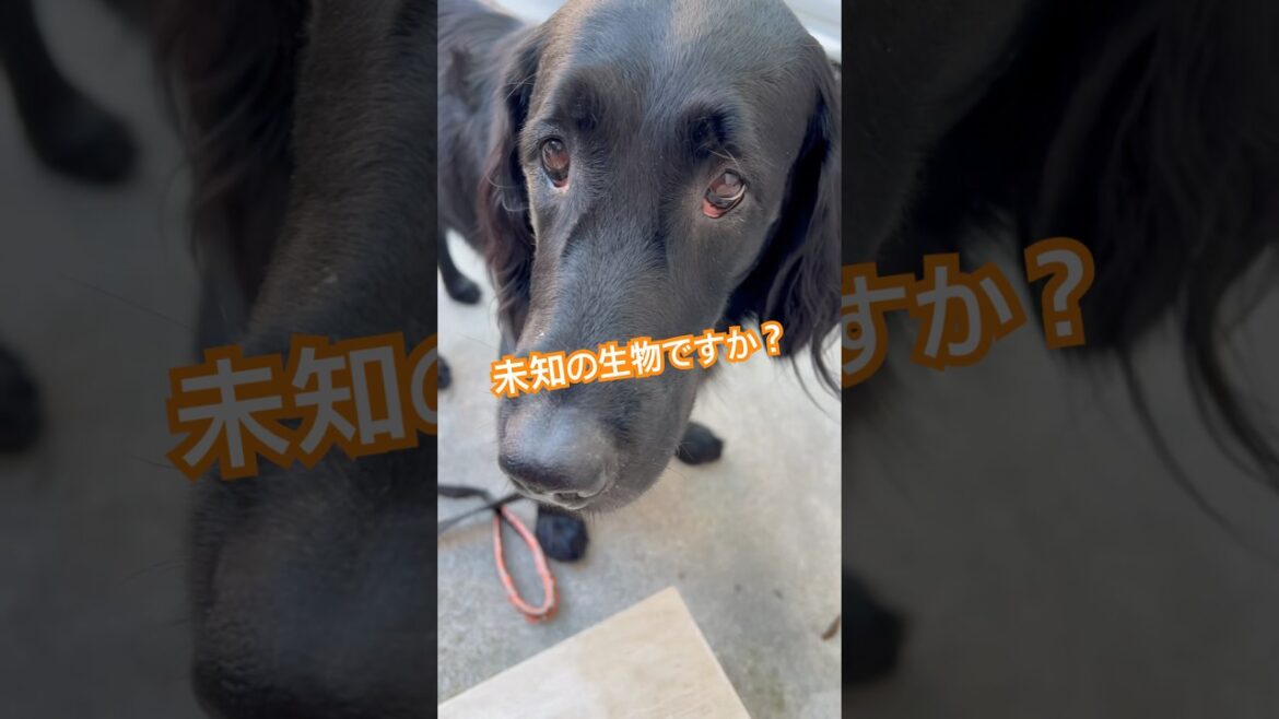 未知の生物と遭遇しました#flatcoatedretriever #フラットコーテッドレトリバー #未知の生物