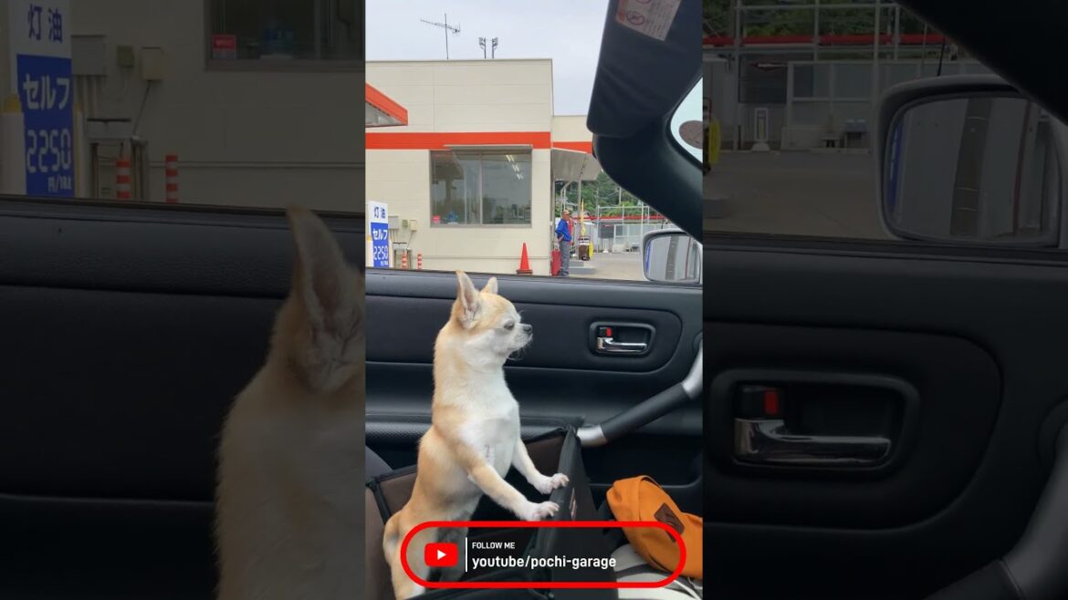 スムースコートチワワ きな子ちゃんとドライブ #Shorts #dog