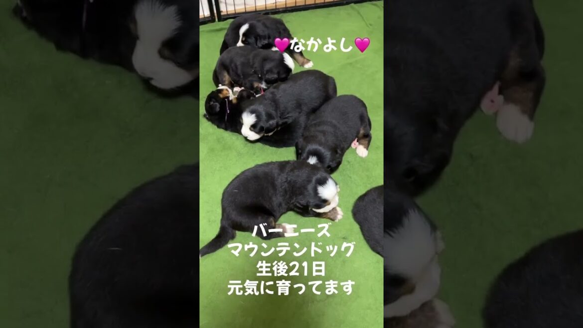 バーニーズベビー！7頭兄妹生後21日目の様子 #ワンダフルパピー #大型犬のいる生活 #ブリーダー #犬のいる生活 #バーニーズマウンテンドッグ