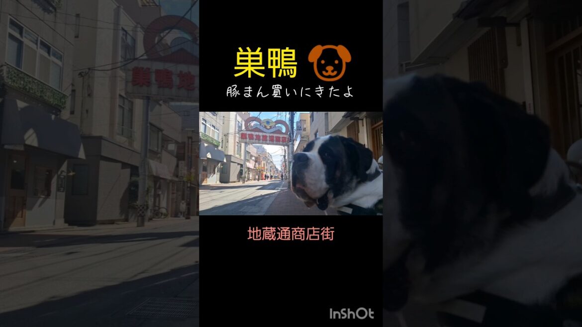 超大型犬セントバーナード🐶と、巣鴨商店街歩いてみた。#いぬ #ブタまんズ #巣鴨 #shorts