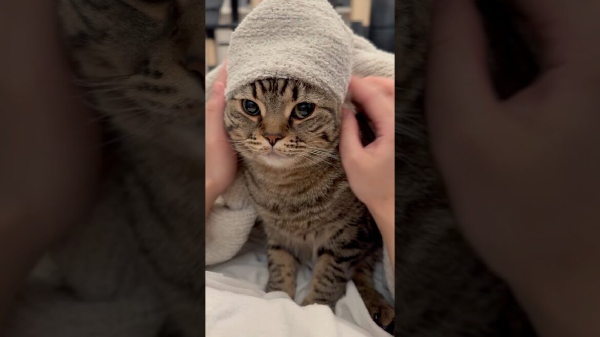 プルプル猫を毛布で包んだら可愛すぎて優勝した!! #shorts #猫 #cat プルプル猫を毛布で包んだら可愛すぎて優勝した!! #shorts #猫 #cat