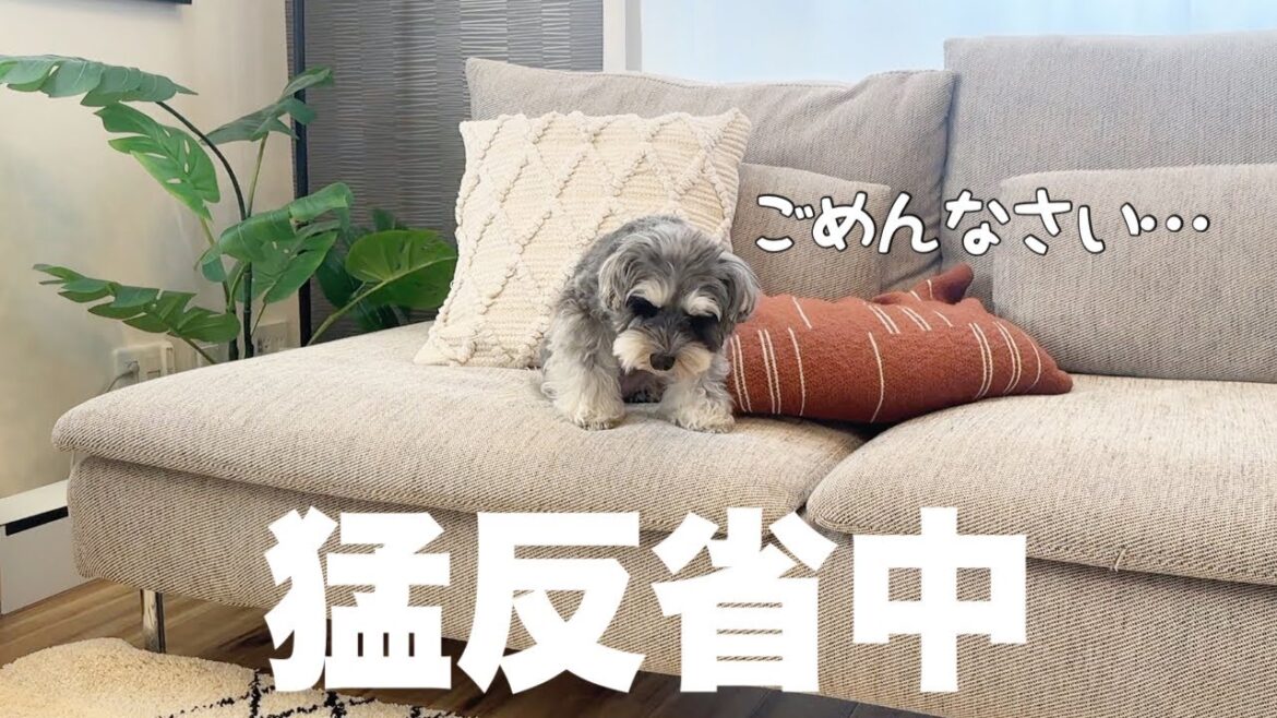 新居で初めてフリーお留守番！まさかの行動に後悔しました…【シュナウザー】