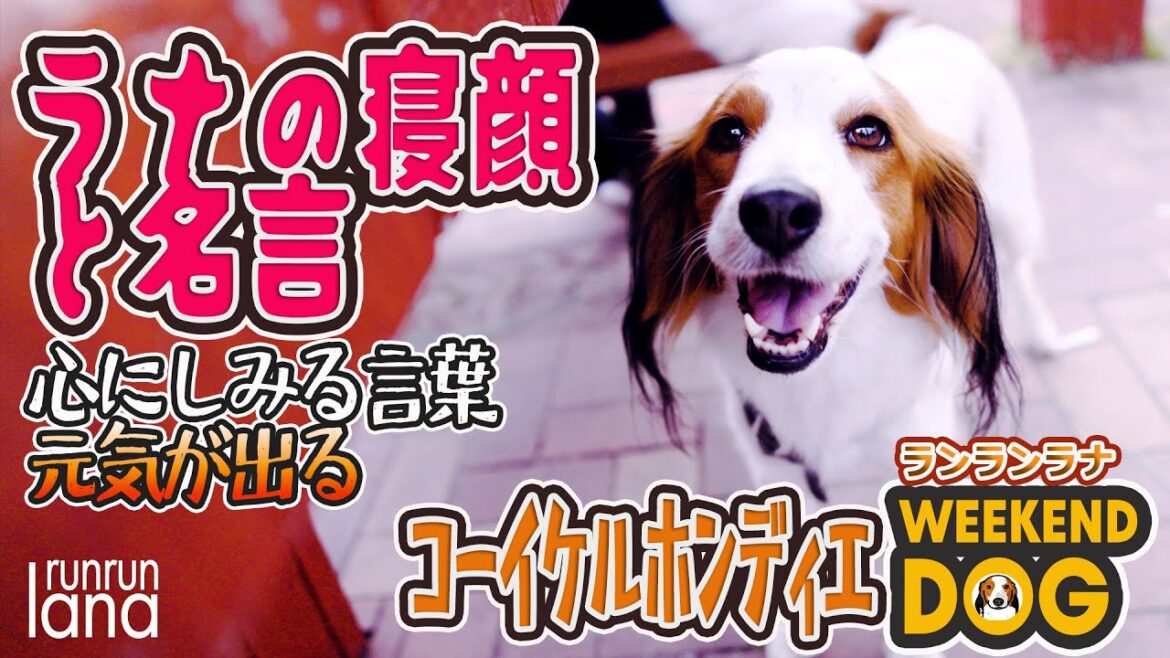 #142  ラナと名言　コーイケルホンディエの可愛い寝顔と心にしみる名言