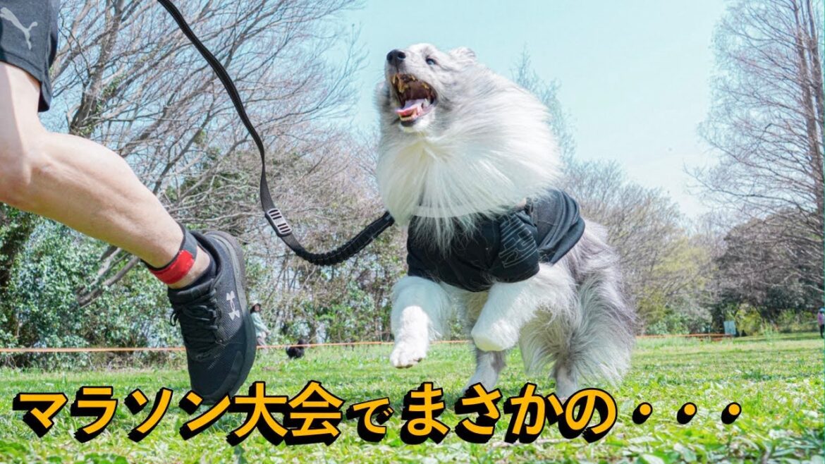 愛犬と一緒に走る競技「カニクロス」に挑戦してみた!! 愛犬と一緒に走る競技「カニクロス」に挑戦してみた!!
