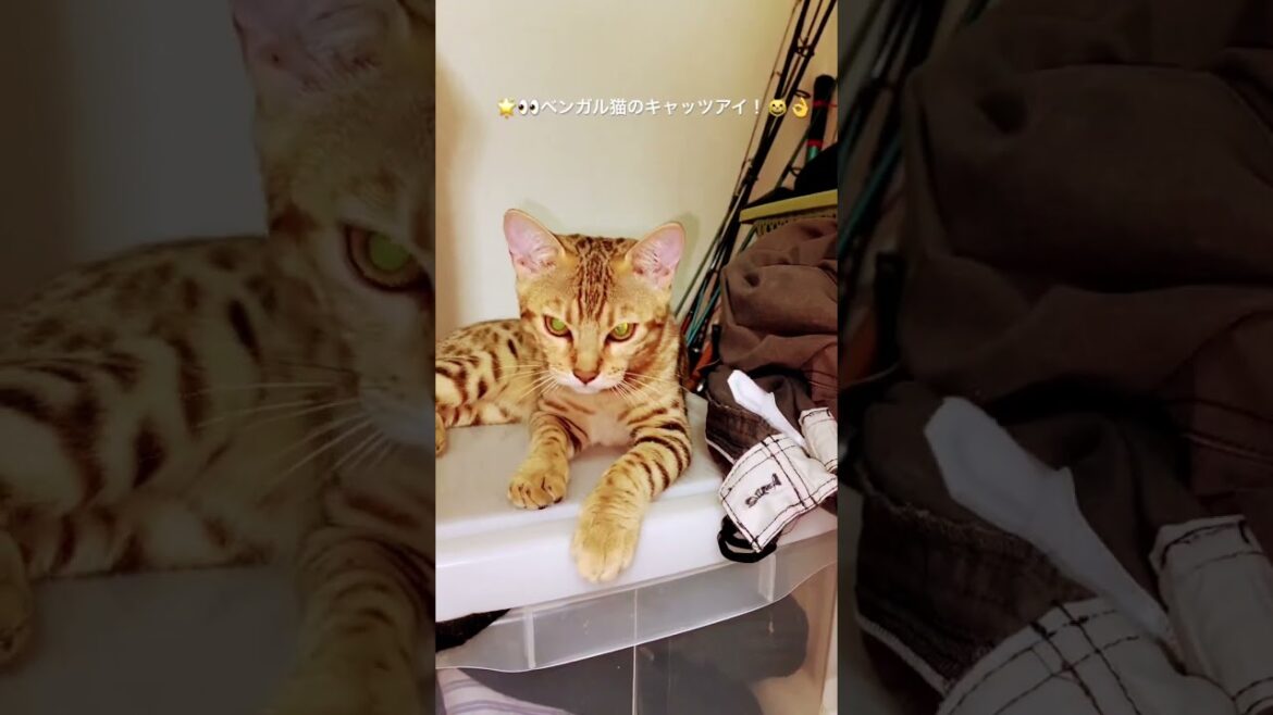 2025年6月7日🌟 #ベンガル猫#ハルノくん#つむぎちゃん #キャッアイ#猫のいる生活#猫のいる暮らし#cat #short