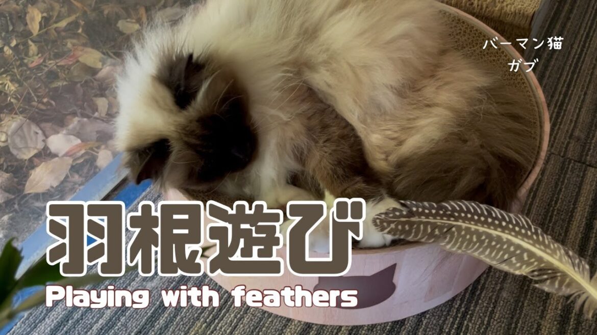 バーマン猫ガブとラフ【羽根遊び】Playing with feathers（バーマン猫）Birman/Cat