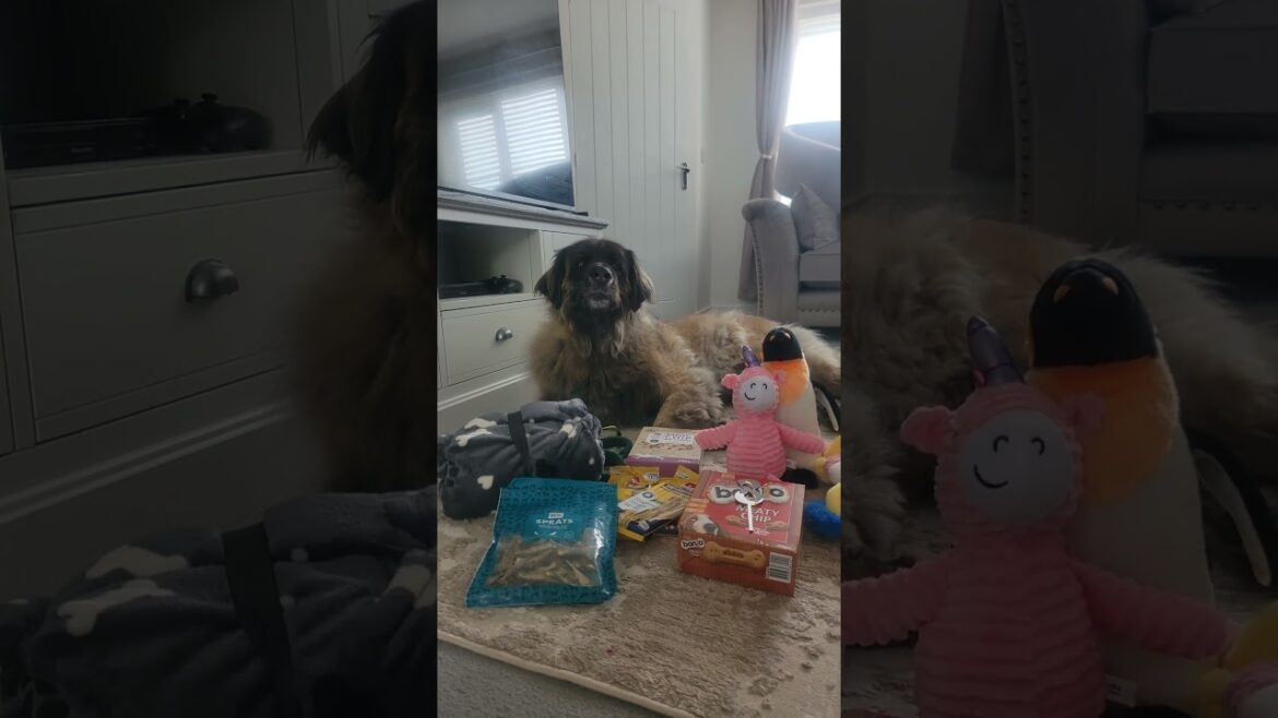 A HUGE HAPPY 8TH BIRTHDAY TO A BEAUTIFUL LEONBERGER #LEONBERGER #DOG #happybirthday